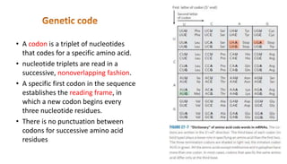 • A codon is a triplet of nucleotides
that codes for a specific amino acid.
• nucleotide triplets are read in a
successive, nonoverlapping fashion.
• A specific first codon in the sequence
establishes the reading frame, in
which a new codon begins every
three nucleotide residues.
• There is no punctuation between
codons for successive amino acid
residues
 