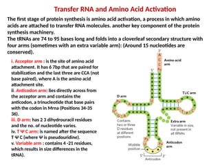 translation in prokaryotes and eukaryotes | PPTX