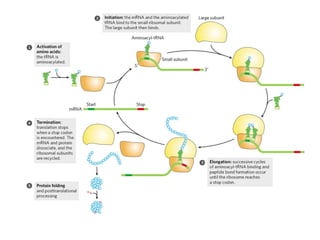 translation in prokaryotes and eukaryotes | PPTX