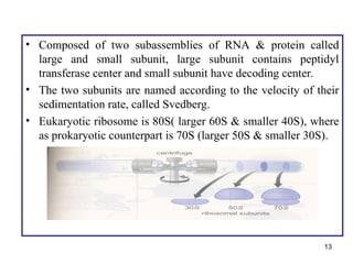 Translation mechanism in prokayote and eukaryote.ppt