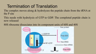 Translation | Protein Synthesis & Post-Translational Modifications | PPTX