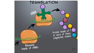 Understanding the Translation Process and Protein Classification in ...