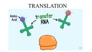 Understanding the Translation Process and Protein Classification in ...