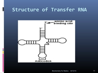 Structure of Transfer RNA
03/12/14 11Biochemistry For Medics
 