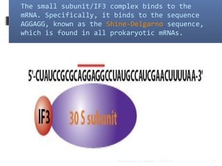 The small subunit/IF3 complex binds to the
mRNA. Specifically, it binds to the sequence
AGGAGG, known as the Shine-Delgarno sequence,
which is found in all prokaryotic mRNAs.
03/12/14 13Biochemistry For Medics
 