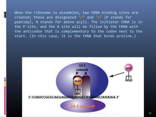 When the ribosome is assembled, two tRNA binding sites are
created; these are designated 'P' and 'A' (P stands for
peptidyl, A stands for amino acyl). The initiator tRNA is in
the P site, and the A site will be filled by the tRNA with
the anticodon that is complementary to the codon next to the
start. (In this case, it is the tRNA that binds proline.)
03/12/14 17Biochemistry For Medics
 