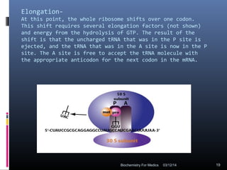 Elongation-
At this point, the whole ribosome shifts over one codon.
This shift requires several elongation factors (not shown)
and energy from the hydrolysis of GTP. The result of the
shift is that the uncharged tRNA that was in the P site is
ejected, and the tRNA that was in the A site is now in the P
site. The A site is free to accept the tRNA molecule with
the appropriate anticodon for the next codon in the mRNA.
03/12/14 19Biochemistry For Medics
 