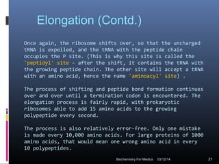 Once again, the ribosome shifts over, so that the uncharged
tRNA is expelled, and the tRNA with the peptide chain
occupies the P site. (This is why this site is called the
'peptidyl' site - after the shift, it contains the tRNA with
the growing peptide chain. The other site will accept a tRNA
with an amino acid, hence the name 'aminoacyl' site) .
The process of shifting and peptide bond formation continues
over and over until a termination codon is encountered. The
elongation process is fairly rapid, with prokaryotic
ribosomes able to add 15 amino acids to the growing
polypeptide every second.
The process is also relatively error-free. Only one mistake
is made every 10,000 amino acids. For large proteins of 1000
amino acids, that would mean one wrong amino acid in every
10 polypeptides.
Elongation (Contd.)
03/12/14 21Biochemistry For Medics
 