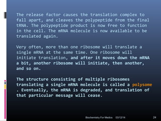 The release factor causes the translation complex to
fall apart, and cleaves the polypeptide from the final
tRNA. The polypeptide product is now free to function
in the cell. The mRNA molecule is now available to be
translated again.
Very often, more than one ribosome will translate a
single mRNA at the same time. One ribosome will
initiate translation, and after it moves down the mRNA
a bit, another ribosome will initiate, then another,
and so on.
The structure consisting of multiple ribosomes
translating a single mRNA molecule is called a polysome
. Eventually, the mRNA is degraded, and translation of
that particular message will cease.
03/12/14 24Biochemistry For Medics
 