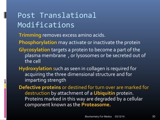 Post Translational
Modifications
Trimming removes excess amino acids.
Phosphorylation may activate or inactivate the protein
Glycosylation targets a protein to become a part of the
plasma membrane , or lysosomes or be secreted out of
the cell
Hydroxylation such as seen in collagen is required for
acquiring the three dimensional structure and for
imparting strength
Defective proteins or destined for turn over are marked for
destruction by attachment of a Ubiquitin protein.
Proteins marked in this way are degraded by a cellular
component known as the Proteasome.
03/12/14 30Biochemistry For Medics
 