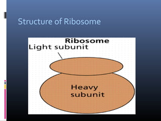 Structure of Ribosome
 