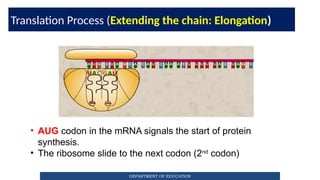 Translation-Process.Translation-Processpptx | PPTX