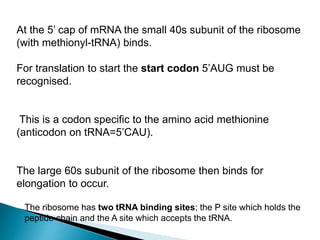 At the 5’ cap of mRNA the small 40s subunit of the ribosome
(with methionyl-tRNA) binds.
For translation to start the start codon 5’AUG must be
recognised.
This is a codon specific to the amino acid methionine
(anticodon on tRNA=5’CAU).
The large 60s subunit of the ribosome then binds for
elongation to occur.
The ribosome has two tRNA binding sites; the P site which holds the
peptide chain and the A site which accepts the tRNA.
 