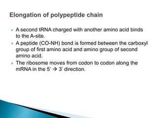  A second tRNA charged with another amino acid binds
to the A-site.
 A peptide (CO-NH) bond is formed between the carboxyl
group of first amino acid and amino group of second
amino acid.
 The ribosome moves from codon to codon along the
mRNA in the 5’  3’ direction.
 
