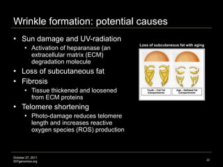 Wrinkle formation: potential causes Sun damage and UV-radiation  Activation of heparanase (an extracellular matrix (ECM) degradation molecule Loss of subcutaneous fat  Fibrosis  Tissue thickened and loosened from ECM proteins  Telomere shortening Photo-damage reduces telomere length and increases reactive oxygen species (ROS) production Image credit: http://cfps.gorillartsgroup.com Loss of subcutaneous fat with aging 