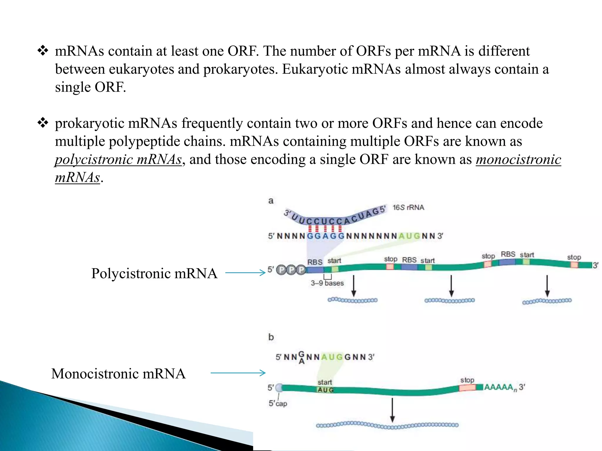  mRNAs contain at least one ORF. The number of ORFs per mRNA is different
between eukaryotes and prokaryotes. Eukaryotic mRNAs almost always contain a
single ORF.
 prokaryotic mRNAs frequently contain two or more ORFs and hence can encode
multiple polypeptide chains. mRNAs containing multiple ORFs are known as
polycistronic mRNAs, and those encoding a single ORF are known as monocistronic
mRNAs.
Polycistronic mRNA
Monocistronic mRNA
 