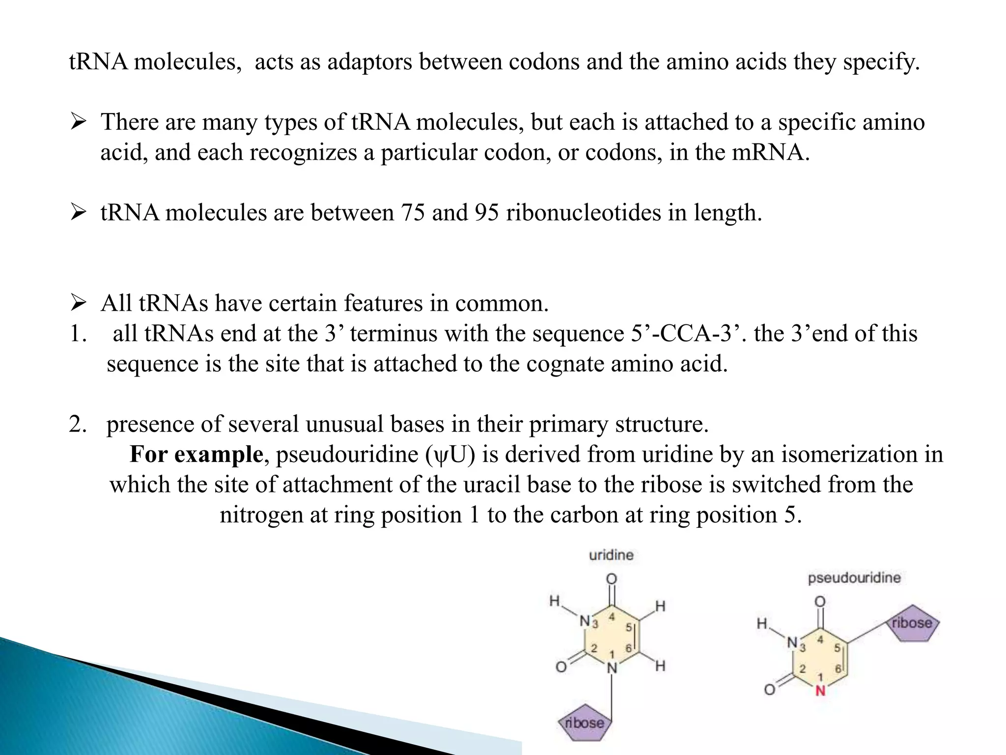 tRNA molecules, acts as adaptors between codons and the amino acids they specify.
 There are many types of tRNA molecules, but each is attached to a specific amino
acid, and each recognizes a particular codon, or codons, in the mRNA.
 tRNA molecules are between 75 and 95 ribonucleotides in length.
 All tRNAs have certain features in common.
1. all tRNAs end at the 3’ terminus with the sequence 5’-CCA-3’. the 3’end of this
sequence is the site that is attached to the cognate amino acid.
2. presence of several unusual bases in their primary structure.
For example, pseudouridine (ψU) is derived from uridine by an isomerization in
which the site of attachment of the uracil base to the ribose is switched from the
nitrogen at ring position 1 to the carbon at ring position 5.
 