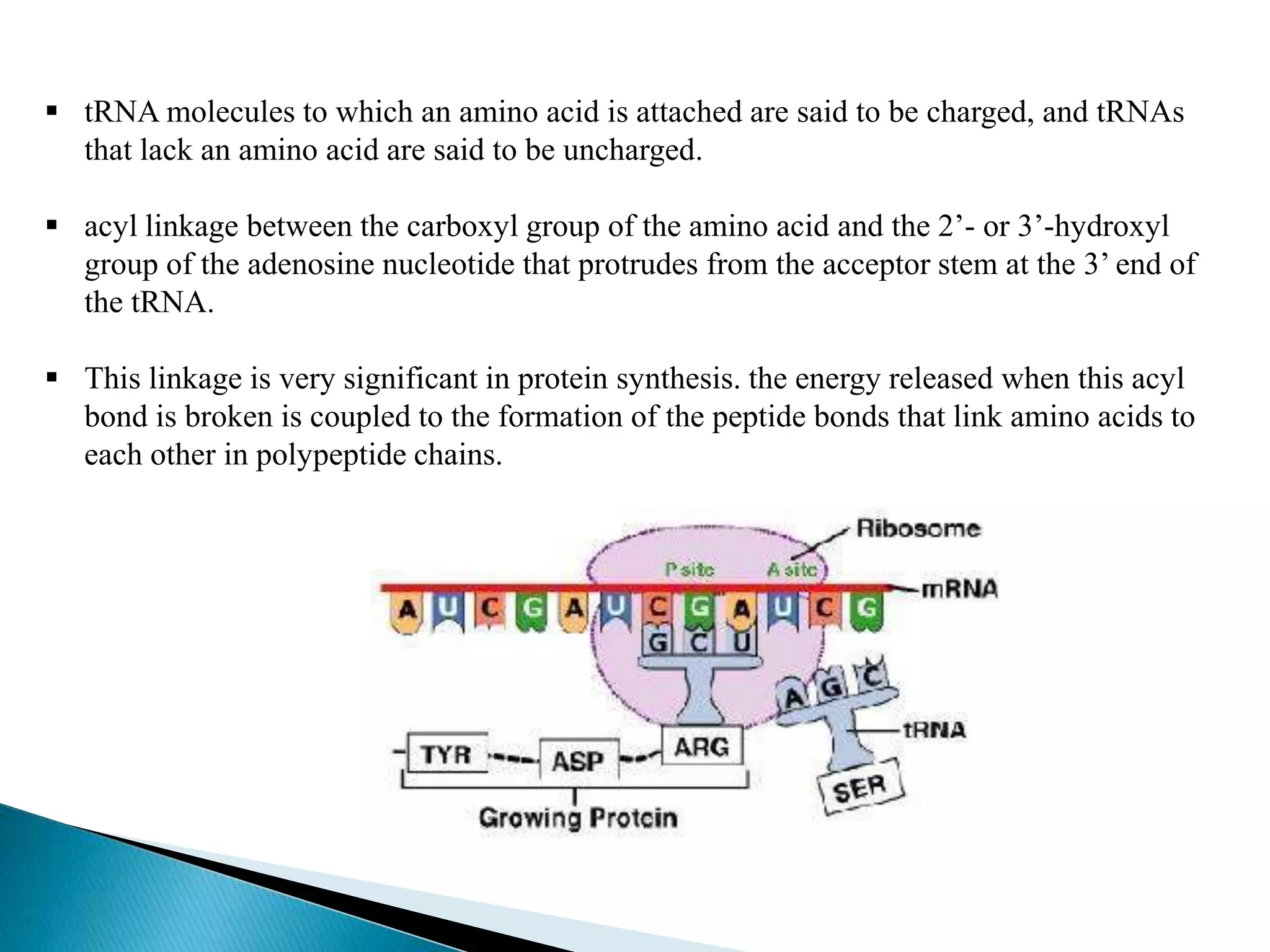  tRNA molecules to which an amino acid is attached are said to be charged, and tRNAs
that lack an amino acid are said to be uncharged.
 acyl linkage between the carboxyl group of the amino acid and the 2’- or 3’-hydroxyl
group of the adenosine nucleotide that protrudes from the acceptor stem at the 3’ end of
the tRNA.
 This linkage is very significant in protein synthesis. the energy released when this acyl
bond is broken is coupled to the formation of the peptide bonds that link amino acids to
each other in polypeptide chains.
 
