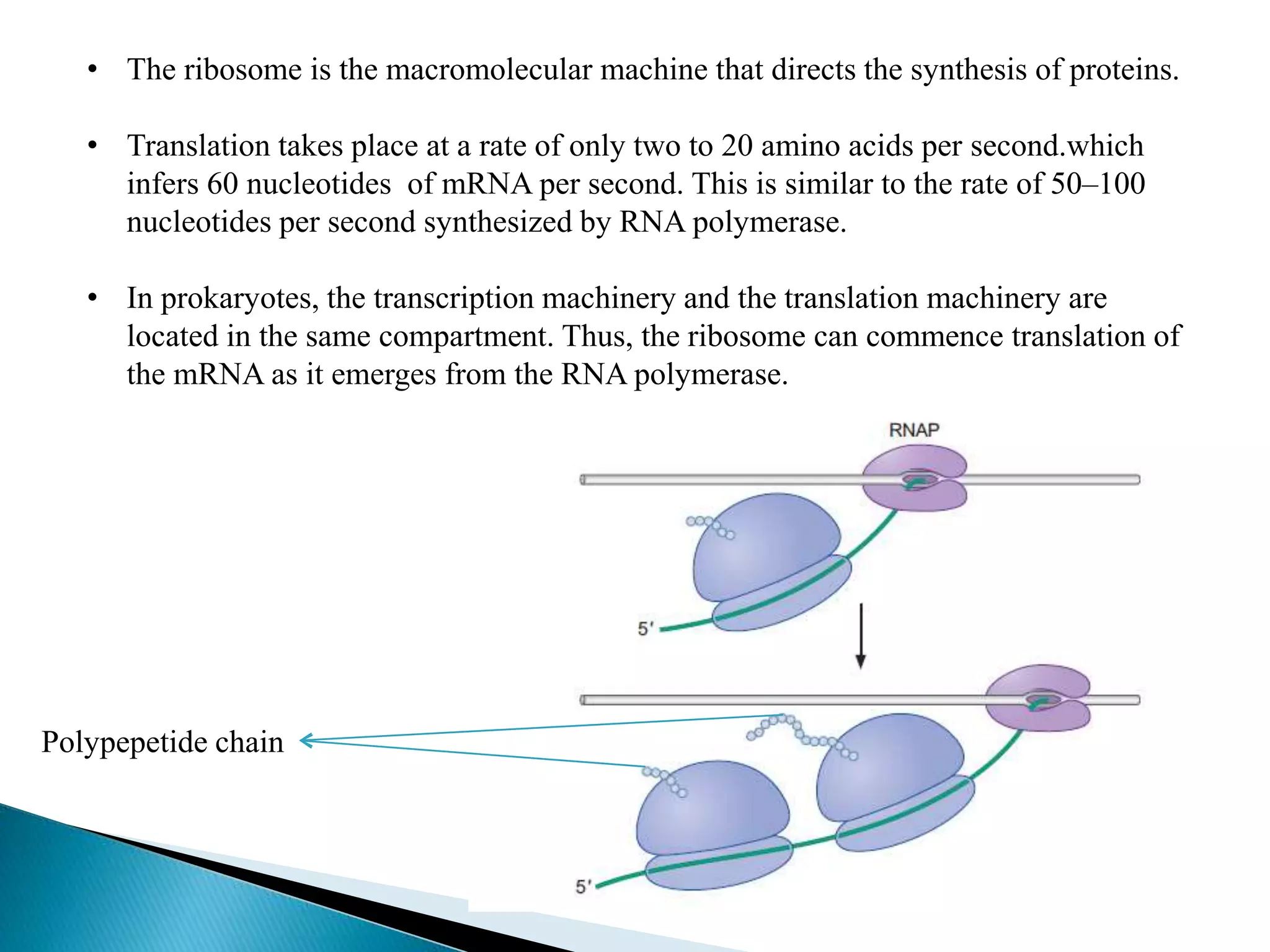 • The ribosome is the macromolecular machine that directs the synthesis of proteins.
• Translation takes place at a rate of only two to 20 amino acids per second.which
infers 60 nucleotides of mRNA per second. This is similar to the rate of 50–100
nucleotides per second synthesized by RNA polymerase.
• In prokaryotes, the transcription machinery and the translation machinery are
located in the same compartment. Thus, the ribosome can commence translation of
the mRNA as it emerges from the RNA polymerase.
Polypepetide chain
 
