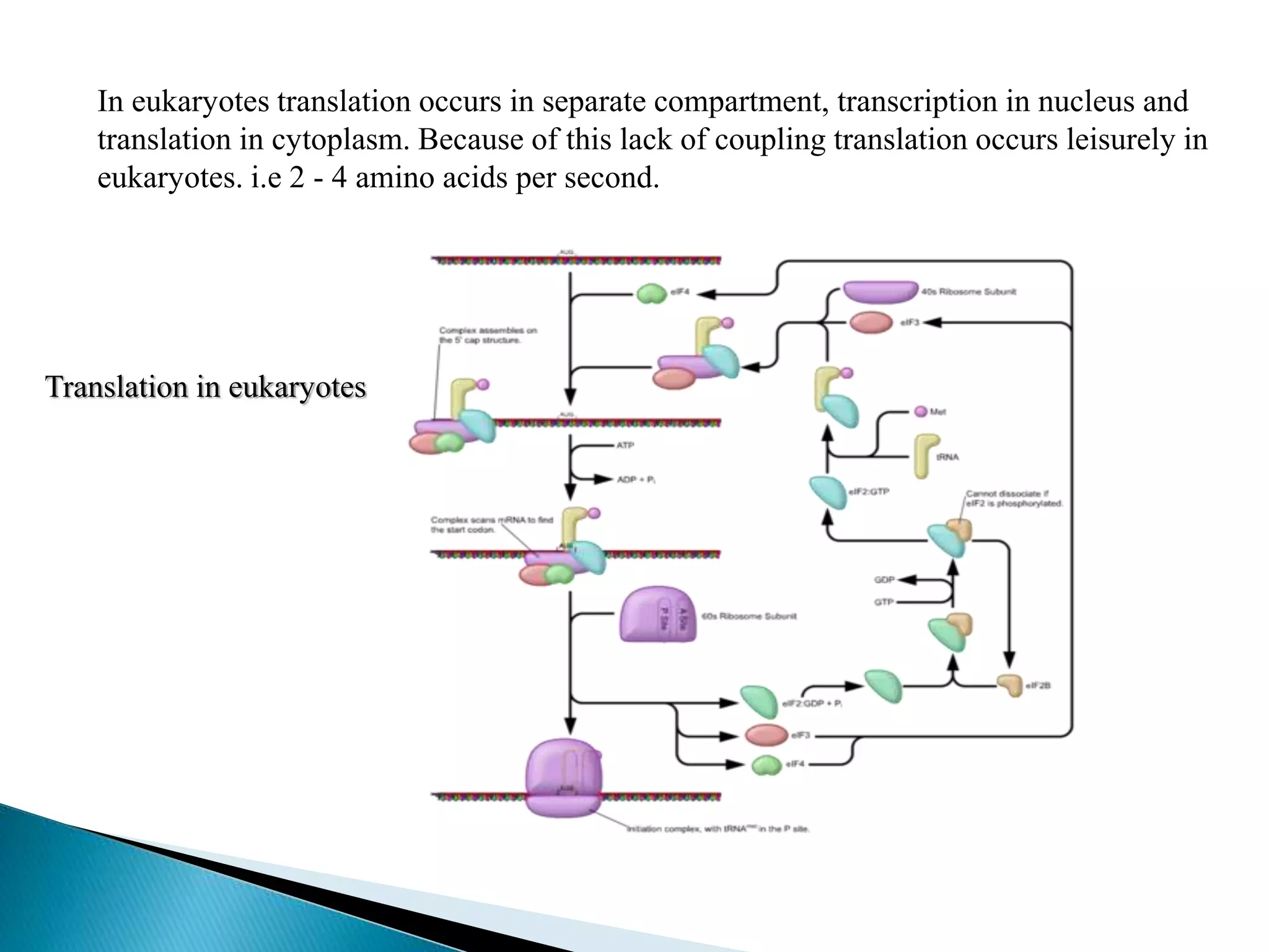 In eukaryotes translation occurs in separate compartment, transcription in nucleus and
translation in cytoplasm. Because of this lack of coupling translation occurs leisurely in
eukaryotes. i.e 2 - 4 amino acids per second.
Translation in eukaryotes
 