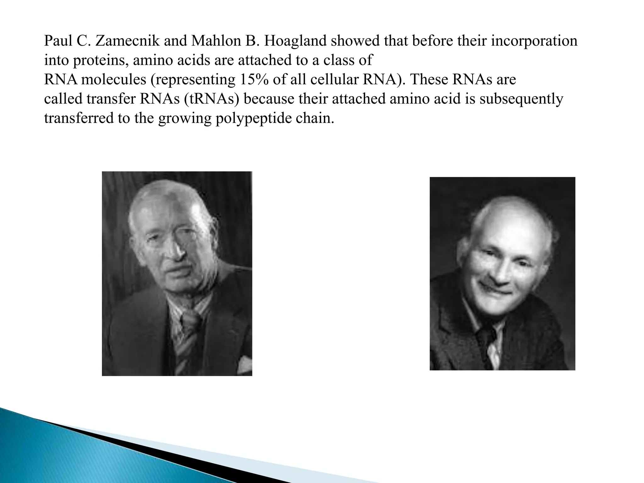 Paul C. Zamecnik and Mahlon B. Hoagland showed that before their incorporation
into proteins, amino acids are attached to a class of
RNA molecules (representing 15% of all cellular RNA). These RNAs are
called transfer RNAs (tRNAs) because their attached amino acid is subsequently
transferred to the growing polypeptide chain.
 