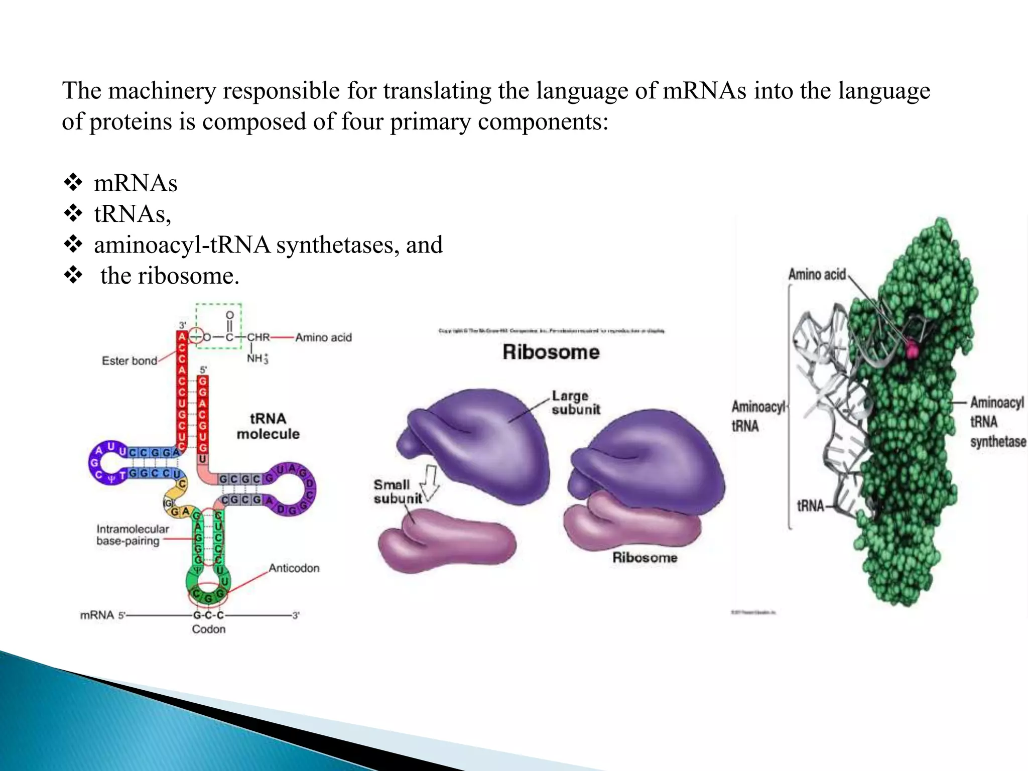 The machinery responsible for translating the language of mRNAs into the language
of proteins is composed of four primary components:
 mRNAs
 tRNAs,
 aminoacyl-tRNA synthetases, and
 the ribosome.
 