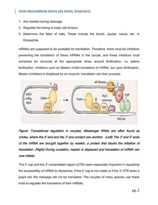 Translational Regulation of Development | PDF