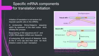 Signals Cd R Translation Translation and its regulation post translational modification | PPTX