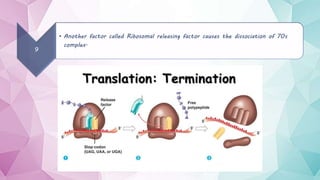 Translation and Post Translational Modification | PPTX