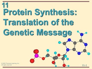 11
11-1
© 2003 Thomson Learning, Inc.
All rights reserved
Protein Synthesis:
Translation of the
Genetic Message
 