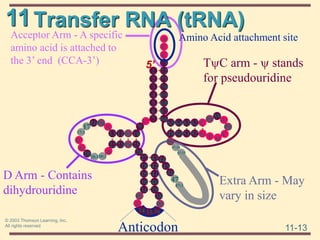11
11-13
© 2003 Thomson Learning, Inc.
All rights reserved
D Arm - Contains
dihydrouridine
Acceptor Arm - A specific
amino acid is attached to
the 3’ end (CCA-3’) TyC arm - y stands
for pseudouridine
Extra Arm - May
vary in size
Anticodon
Transfer RNA (tRNA)
U*
9
26
2223Pu
16
12Py 10
25
20:1
G*
17:1
Pu
A
20:2
17
13
20
G
A
5051
656463
G
62
52
C
Pu
59
y
A*
C
Py
T
49
39
41
42
31
29
28
Pu*
43
1
27
U
35
38
36
Py*
34
40
30 47:1
47:15
46
Py
47:16
45
44
47
73
C
C
A
70
71
72
66
67
68
69
3
2
1
7
6
5
4
Amino Acid attachment site
5’
 