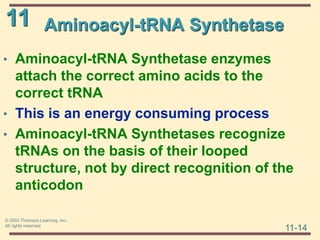11
11-14
© 2003 Thomson Learning, Inc.
All rights reserved
Aminoacyl-tRNA Synthetase
• Aminoacyl-tRNA Synthetase enzymes
attach the correct amino acids to the
correct tRNA
• This is an energy consuming process
• Aminoacyl-tRNA Synthetases recognize
tRNAs on the basis of their looped
structure, not by direct recognition of the
anticodon
 
