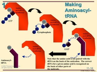 11
11-16
© 2003 Thomson Learning, Inc.
All rights reserved
Amino-
acyl-tRNA
Synthetase
Making
Aminoacyl-
tRNA
Gly
CCA
Aminoacyl-
tRNA
Note that the amino acid is not paired with the
tRNA on the basis of the anticodon. The correct
tRNA for a given amino acid is recognized on
the basis of other parts of
the molecule.
©1998 Timothy G. Standish
Gly
P
P
Pyrophosphate
P
P
P
ATP
Amino-
acyl-tRNA
Synthetase
Gly
Amino-
acyl-tRNA
Synthetase
P
P
AMP
Amino-
acyl-tRNA
Synthetase
Gly
CCA
 