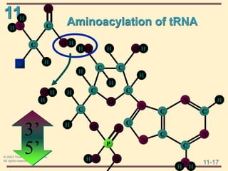 11
11-17
© 2003 Thomson Learning, Inc.
All rights reserved
Aminoacylation of tRNA
H
H
C
O
C
N
C
O
N
C
C
C
C
C
H
H
O
H
H
O
P
O
H
O
N
N
C
C
O
H H
H
N
H
H
3’
5’
H C
N
C
O
H
R H
H
O
H
O H
 