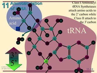 11
11-18
© 2003 Thomson Learning, Inc.
All rights reserved
Amino
acid
tRNA
Aminoacylation
of tRNA
3’
5’
H
H
C
O
C
N
C
O
N
C
C
C
C
C
H
H
O
H
H
O
P
O
H
O
N
N
C
C
O
H
H
N
H
H
H C
N
C
O
H
R H
H
O H
Class I Aminoacyl
tRNA Synthetases
attach amino acids to
the 2’ carbon while
Class II attach to
the 3’carbon
 