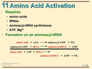 11
11-20
© 2003 Thomson Learning, Inc.
All rights reserved
Amino Acid Activation
• Requires
• amino acids
• tRNAs
• aminoacyl-tRNA synthetases
• ATP, Mg2+
• Formation on an aminoacyl-tRNA
amino acid + aminoacyl-AMP + PPi
aminoacyl-AMP + tRNA aminoacyl-tRNA + AMP
amino acid + ATP + tRNA
aminoacyl-tRNA + AMP + PPi
ATP
 