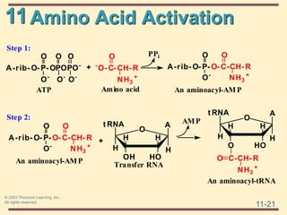 11
11-21
© 2003 Thomson Learning, Inc.
All rights reserved
Amino Acid Activation
PPi
A-rib- O- P- OPOPO-
O-
O
O-
ATP
+ -
O- C- CH- R
O
NH3
+
Amino acid
A-rib- O- P- O- C-CH- R
O
NH3
+
An aminoacyl-AMP
Step 1:
O
O-
O
O-
O
AMP
H
A
H
OH HO
H H
O
t RNA
+
Transfer RNA
H
A
H
O HO
H H
O
t RNA
C-CH- R
NH3
+
O
An aminoacyl-tRNA
Step 2:
A-rib- O- P- O- C-CH- R
O
NH3
+
An aminoacyl-AMP
O-
O
PPi
A-rib- O- P- OPOPO-
O-
O
O-
ATP
+ -
O- C- CH- R
O
NH3
+
Amino acid
A-rib- O- P- O- C-CH- R
O
NH3
+
An aminoacyl-AMP
Step 1:
O
O-
O
O-
O
AMP
H
A
H
OH HO
H H
O
t RNA
+
Transfer RNA
H
A
H
O HO
H H
O
t RNA
C-CH- R
NH3
+
O
An aminoacyl-tRNA
Step 2:
A-rib- O- P- O- C-CH- R
O
NH3
+
An aminoacyl-AMP
O-
O
 