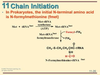 11
11-26
© 2003 Thomson Learning, Inc.
All rights reserved
Chain Initiation
• In Prokaryotes, the initial N-terminal amino acid
is N-formylmethionine (fmet)
Met + tRNAfmet
Met-tRNA
synthetase
(ATP)
Met-tRNAfmet
Formyl- FH4
FH4
Met-tRNAfmet
formyltransferase
CH3 -S-CH2 CH2 CHC- t RNA
O
NH
C
H O
N-Formylmethionine-tRNA fmet
 