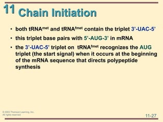 11
11-27
© 2003 Thomson Learning, Inc.
All rights reserved
Chain Initiation
• both tRNAmet and tRNAfmet contain the triplet 3’-UAC-5’
• this triplet base pairs with 5’-AUG-3’ in mRNA
• the 3’-UAC-5’ triplet on tRNAfmet recognizes the AUG
triplet (the start signal) when it occurs at the beginning
of the mRNA sequence that directs polypeptide
synthesis
 