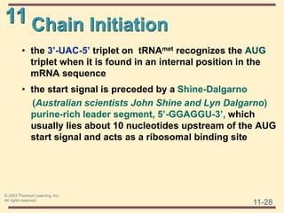 11
11-28
© 2003 Thomson Learning, Inc.
All rights reserved
Chain Initiation
• the 3’-UAC-5’ triplet on tRNAmet recognizes the AUG
triplet when it is found in an internal position in the
mRNA sequence
• the start signal is preceded by a Shine-Dalgarno
(Australian scientists John Shine and Lyn Dalgarno)
purine-rich leader segment, 5’-GGAGGU-3’, which
usually lies about 10 nucleotides upstream of the AUG
start signal and acts as a ribosomal binding site
 