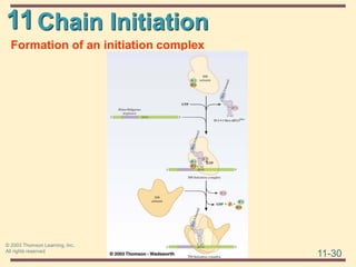 11
11-30
© 2003 Thomson Learning, Inc.
All rights reserved
Chain Initiation
Formation of an initiation complex
 