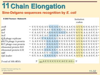 11
11-32
© 2003 Thomson Learning, Inc.
All rights reserved
Chain Elongation
Sine-Delgano sequences recognition by E. coli
 