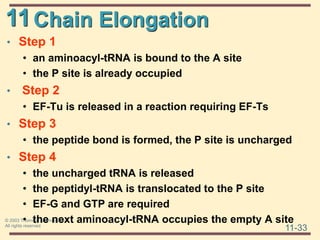 11
11-33
© 2003 Thomson Learning, Inc.
All rights reserved
Chain Elongation
• Step 1
• an aminoacyl-tRNA is bound to the A site
• the P site is already occupied
• Step 2
• EF-Tu is released in a reaction requiring EF-Ts
• Step 3
• the peptide bond is formed, the P site is uncharged
• Step 4
• the uncharged tRNA is released
• the peptidyl-tRNA is translocated to the P site
• EF-G and GTP are required
• the next aminoacyl-tRNA occupies the empty A site
 