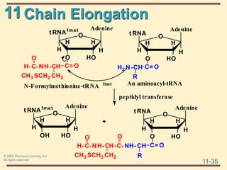 11
11-35
© 2003 Thomson Learning, Inc.
All rights reserved
Chain Elongation
H
H
O HO
H H
O
t RNA
An aminoacyl-tRNA
C= O
H2 N-CH
R
H
H
O HO
H H
O
t RNAfmet
N-Formylmethionine-tRNA fmet
C= O
H- C-NH- CH
CH3 SCH2 CH2
O
H
H
OH HO
H H
O
t RNAfmet
H
H
O HO
H H
O
t RNA
C= O
H- C-NH- CH-C- NH- CH
CH3 SCH2 CH2
O
R
O
peptidyl transferase
+
Adenine
Adenine
Adenine Adenine
 