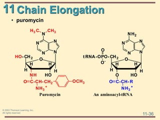 11
11-36
© 2003 Thomson Learning, Inc.
All rights reserved
Chain Elongation
• puromycin
H
H
O HO
H H
O
C-CH- R
NH3
+
O
An aminoacyl-tRNA
N
N N
N
NH2
t RNA-OPO- CH2
O-
H
H
NH HO
H H
O
C-CH- CH2
NH3
+
O
N
N N
N
N
HO- CH2
CH3
H3 C
OCH3
Puromycin
O
 