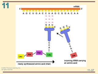 11
11-37
© 2003 Thomson Learning, Inc.
All rights reserved
 