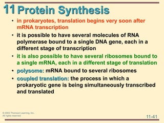 11
11-41
© 2003 Thomson Learning, Inc.
All rights reserved
Protein Synthesis
• in prokaryotes, translation begins very soon after
mRNA transcription
• it is possible to have several molecules of RNA
polymerase bound to a single DNA gene, each in a
different stage of transcription
• it is also possible to have several ribosomes bound to
a single mRNA, each in a different stage of translation
• polysome: mRNA bound to several ribosomes
• coupled translation: the process in which a
prokaryotic gene is being simultaneously transcribed
and translated
 