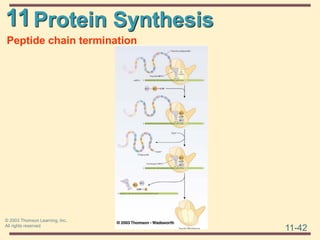 11
11-42
© 2003 Thomson Learning, Inc.
All rights reserved
Protein Synthesis
Peptide chain termination
 