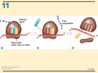 11
11-43
© 2003 Thomson Learning, Inc.
All rights reserved
 