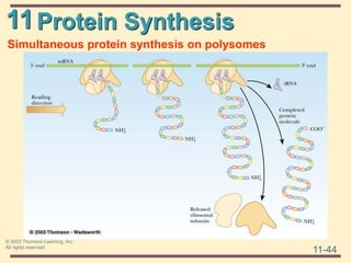 11
11-44
© 2003 Thomson Learning, Inc.
All rights reserved
Protein Synthesis
Simultaneous protein synthesis on polysomes
 